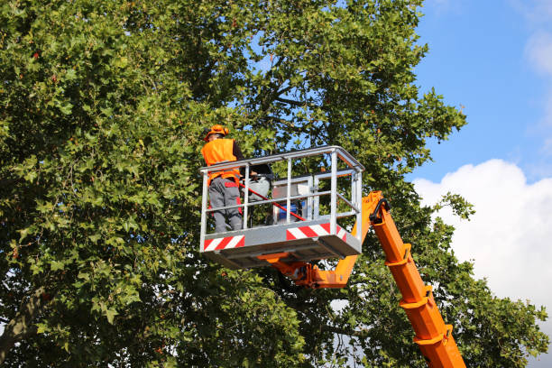 Best Stump Grinding Near Me  in Spanish Fork, UT